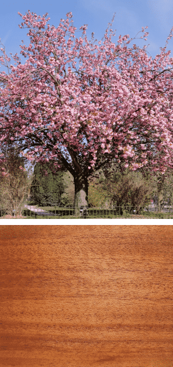 árbol y madera de almendro