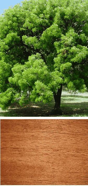 árbol de caoba madera