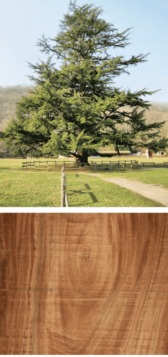 árbol y madera de cedro