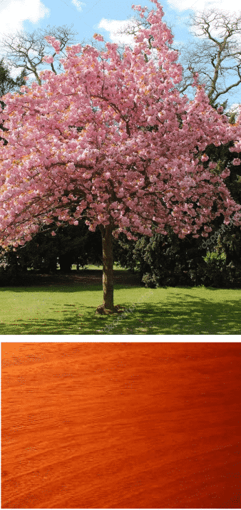 cerezo en flor madera