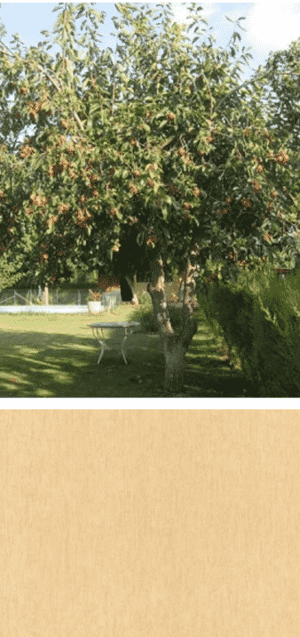 caqui arbol de madera