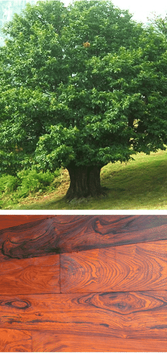 cocobolo madera y árbol