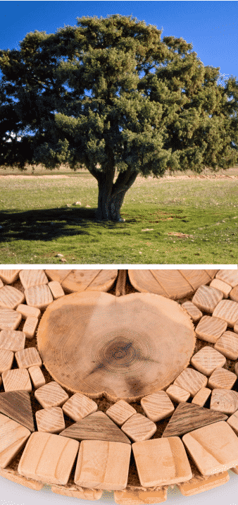 árbol del enebro y madera en forma de corazón