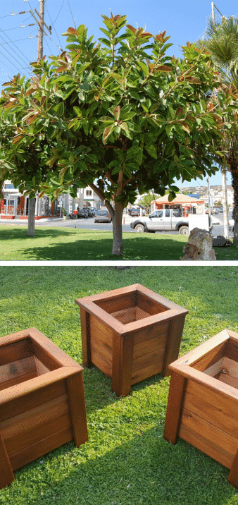 ficus árbol de madera