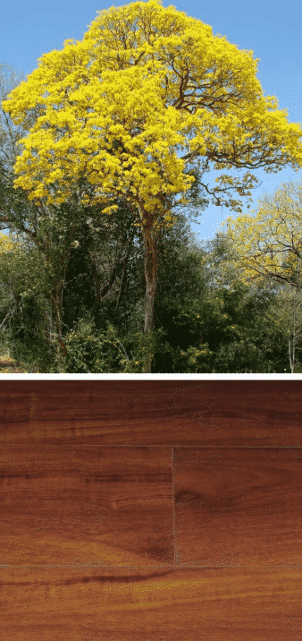 árbol de guayacán