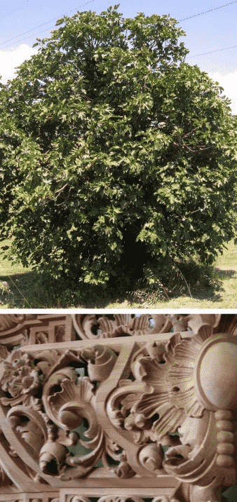 árbol higuera madera decoración