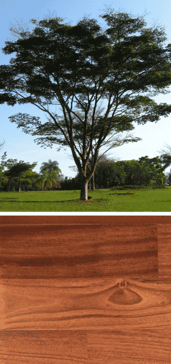 jatoba madera árbol