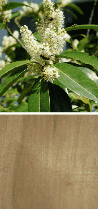 laurel en flor madera