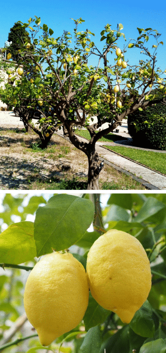 limonero árbol frutal limones