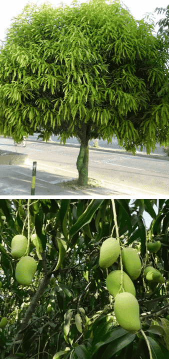 árbol frutal mango tropical