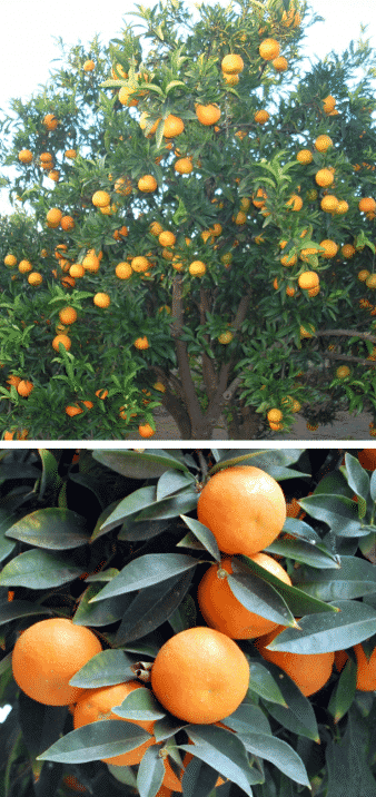 naranjo árbol frutal naranjas