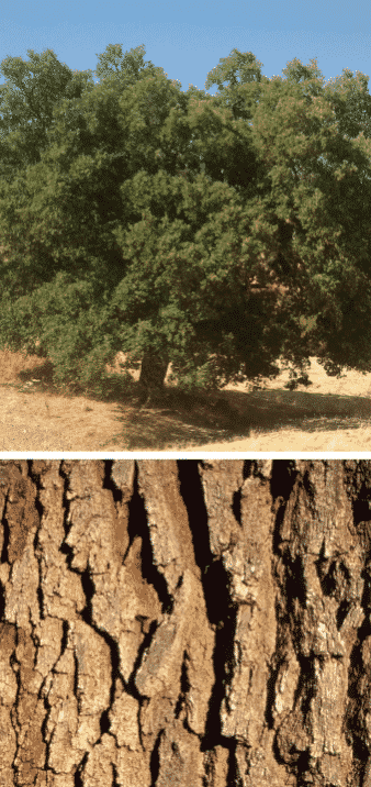 quejigo árbol madera corteza