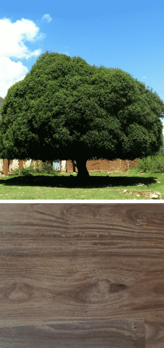 madera de quina arbol que es la madera