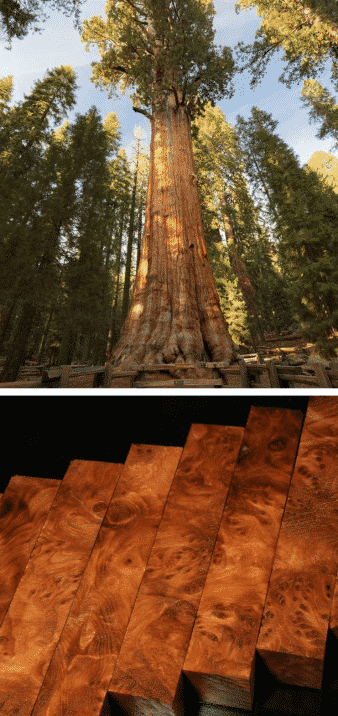 árbol más alto del mundo secuoya madera