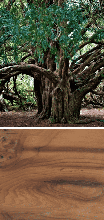 tejo árbol centenario madera oscura vetas