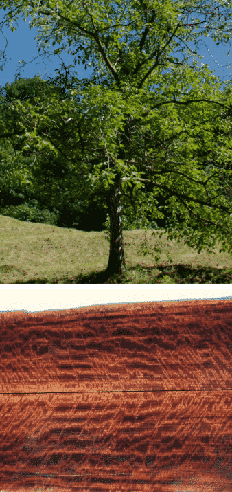 ukola árbol hemisferio sur madera preciosa